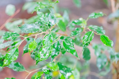 Islak, parlak, koyu yeşil bir bitkinin yakın plan görüntüsü. Su damlacıkları, bulanık bir zemindeki ışığı yansıtıyor.