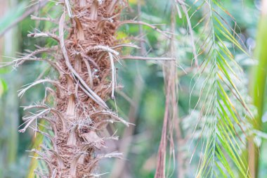 Dikenli, kahverengi tohum kapsülü veya çiçek başlıklı kendine özgü bir bitkinin yakın görüntüsü merkez nesne olan Arka plan bitkilerinden dışa doğru yayılan keskin frenler büyüme ortamı görüntüsü sağlar
