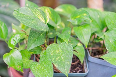 Görüntü, her tencerede 2-3 tane parlak yeşil yapraklı saksı bitkisinin bir koleksiyonunu gösteriyor. Tencereler açık bir yüzeye, muhtemelen bir masaya ya da rafa yerleştiriliyor. Bitkiler doğal doku sergiliyor.