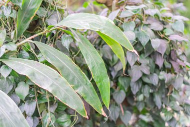 Üst üste binen yaprakları ve görünür damarları olan parlak, ıslak ya da balmumu yeşil bir bitkinin yakın plan görüntüsü.