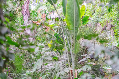 Görüntü, geniş bir muz bitkisi ve küçük bir palmiye ağacıyla dolu bir ev ortamını gösteriyor. Sahne, canlı yeşil bitki örtüsü ve doğal ışıklandırmasıyla sera ya da kapalı bir tropikal çevre izlenimi veriyor.