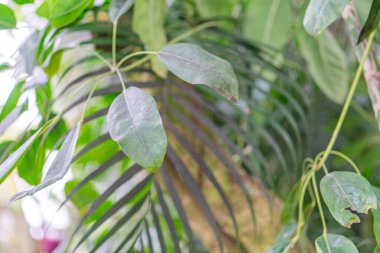 Yaşlanmış palmiye yapraklarının yakın plan fotoğrafı, canlı yeşil renkler ve kahverengi lekeler, katmanlı doku, merkezdeki en büyük yaprak, kenarlara doğru küçülen, doğal güzellik ve desen odaklı