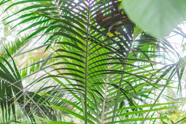 Close-up photograph of feathery, symmetrical plant leaves possibly a palm tree, green with multiple segments, intricate pattern suggesting natural growth, sunlight filtering through foliage, castin clipart