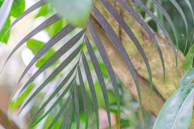 Muhtemel organik maddenin ya da dokuma dokusunun bulanık görüntüsü, bitki yapraklarına benzeyen,