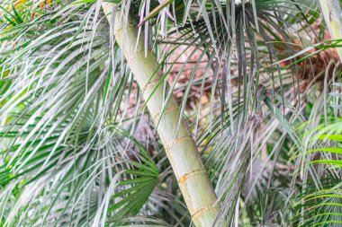 Resim, yapraklara odaklanan ve bitki yapısı detaylarına odaklanan bir palmiye ağacının yakın çekimini gösterir. Gelişmiş yapraklar ve temel arka plan yakınlarındaki tomurcuklar da dahil olmak üzere büyüme aşamaları değişkendir, EMP