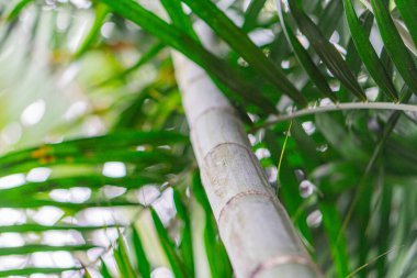 Sağlıklı palmiye ağacının yakın görüntüsü yayılmış yapraklı bulutlu gün ışığı,