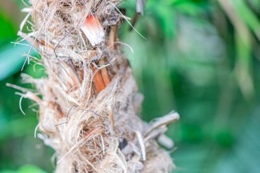 Çoklu dallanma yapısına sahip bir bitkinin yakın plan fotoğrafı, soluk renk paleti kahverengi, bej, yeşil, muhtemelen küçük yapraklar veya tomurcuklar taşıyan, doğal bir çevrede çekilmiş bulanık arkaplan