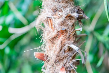 Dikenli, tüylü bitkinin yakın görüntüsü. Çoklu genişleyen segmentleri ve küçük tohum kümeleri dış mekan ortamında, desenli, potansiyel olarak doğada büyüyor.