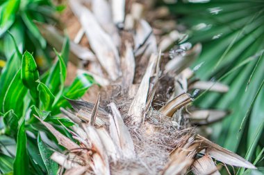Avuç içi veya benzeri bitkilerin yakın plan görüntüsü, muhtemelen dikenli, yemyeşil, tropikal bir çevrede