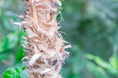 Değişik doku ve renklere sahip belirsiz bitki maddesinin yakın plan görüntüsü,