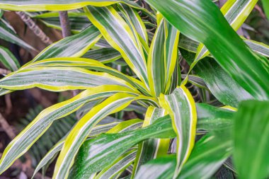 Yeşil ve sarı desenli bir yaprağın yakın plan fotoğrafı, en yakın yapraklara bulanık odaklanma, yeşillik ile dolu arka plan ya da doğal çevre
