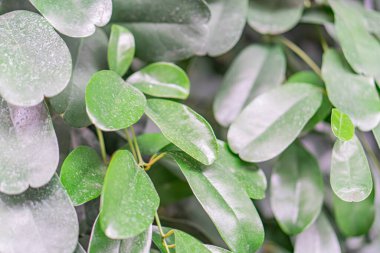 Close-up image of lush houseplant leaves with small white dots, shallow depth of field focusing on texture and color, a clipart