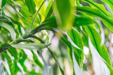Bileşik yaprak bitkisinin yakın plan fotoğrafı tüy benzeri segmentler, parlak yeşil renkler ve bulanık bitki arka planına dokunmuş desenli yapraklar.