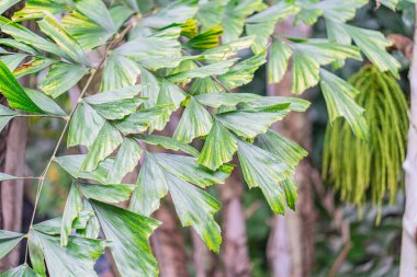 Geniş, canlı yeşil muz yapraklarının yakın görüntüsü sarımsı yeşil renk varyasyonları ve bulanık bir arkaplan,