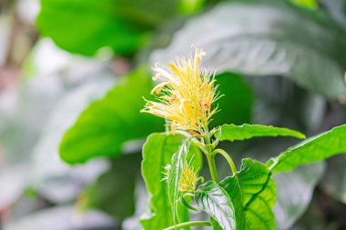 Close-up of a vibrant, spiky yellow flower with layered petals and redorange anthers on a green stalk, set against a blurred backdrop of lush greenery clipart