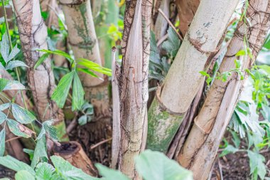 Doğal ortamdaki aktif bambu bitkisinin yakın plan görüntüsü, büyüyen halkalar veya savunma desenleri gösteren açık kahverengi gövdeler ve yeşil yapraklar filizleniyor.