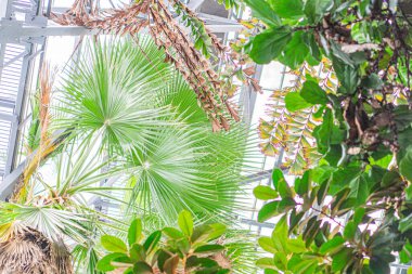 Çeşit çeşit tropikal bitkilerle dolu verimli, canlı bir ev ortamı cam tavanda doğal ışık altında gelişiyor. Bakış açısı yeşillikler arasında olduğunu düşündürüyor.