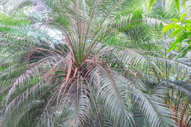 Büyük bir palmiye ağacının yakın plan görüntüsü, sıkıca paketlenmiş, çeşitli yeşil ve kahverengi tonlarında sarmal yapraklar, yoğun bir ormanda ya da ekili alanda doğal olarak büyüyen.