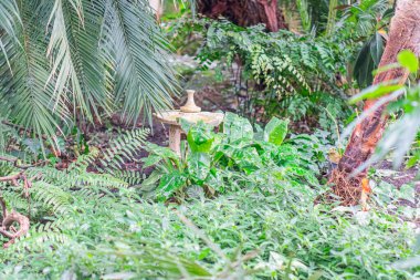 Çeşit çeşit yaprakları olan yemyeşil bir bahçenin dikey manzarası, ön planda küçük bitki kümeleri, daha büyük palmiyeler ve eğrelti otları, ve ortasında paslı bir metal yapı.