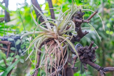 Canlı bir orkide bitkisinin yakın plan görüntüsü yemyeşil yapraklar ve küçük beyaz çiçeklerle bezenmiş sarmaşıklar. Tencere doğal bir arkaplan üzerine yerleştirilir ve açık havada bir etki yaratır.