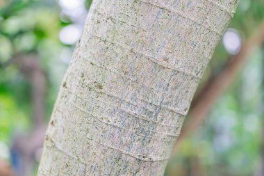 Eski bir ağaç gövdesinin yakın plan görüntüsü, kırışık bir ağaç kabuğuna odaklan, ormandaki ya da ormanlık alanda,