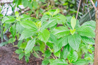 Close-up view of small, glossy green plants with fresh leaflets in an outdoor setting, possibly a garden or forest floor, a clipart