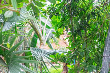 Image features greenery with palm-like leaves, potentially taken in a tropical or subtropical environment A wooden structure can be seen on the right side, possibly part of an outdoor setting like a clipart