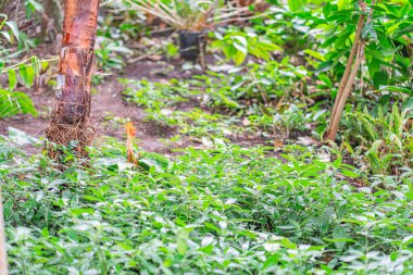 Panoramic view of a garden with various plants, trees, and a path Lush green foliage in the foreground, suggesting herbs or small bushes Dirtcompacted soil walkway in the middle Large mature tree clipart