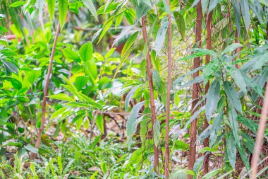 Yüksek ağaçlar ve büyük yapraklarla dolu yemyeşil bir orman ya da ormanın panoramik görüntüsü, gündüz vakti yer seviyesinden alınmış.