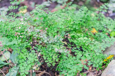 Yoğun kümelerdeki taze yeşil yaprakların yakın çekimi, muhtemelen filizler ya da filizler, açık hava yeşilliğinin bir zemin zeminine kurulmuş ve bahçedeki toprağın sığ derinliği dokuyu ve canlılığı vurguluyor