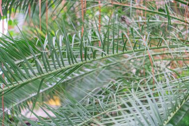 Görüntü, yoğun bir tepe örtüsüne dayalı karmaşık desenli parlak palmiye yapraklarının yakın çekimini gösterir. Fotoğraf, doğanın dokusunu ve yapısını vurgular.