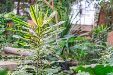 Merkezinde parlak yeşil bir bitki bulunan iyi korunmuş bir tropikal bahçe. Potansiyel muz ağaçları, tuğla ya da beton yapı gibi çeşitli boyutlarda ve dokularda diğer bitkiler tarafından çevrelenir.