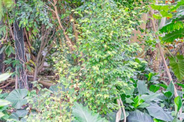 Çeşitli bitkiler ve canlı yeşilliklerle dolu yemyeşil bir manzara.