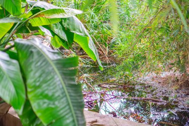 Yeşillik ve çevreleyen tropikal bitki örtüsünü yansıtan yeşil ve yeşil bir su kütlesi görüntüsü.