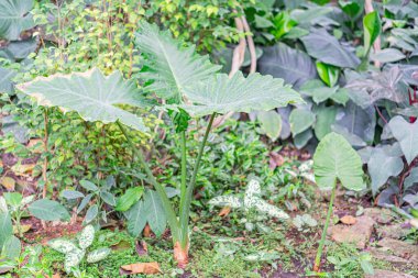 Görüntü, filizlenmeden olgunluğa doğru gelişen bitkilerin üç ayrı fotoğrafla betimlendiğini gösteriyor. Bir filizlenen, daha gelişmiş bir bitki ve olgunlaşmış bir bitki.