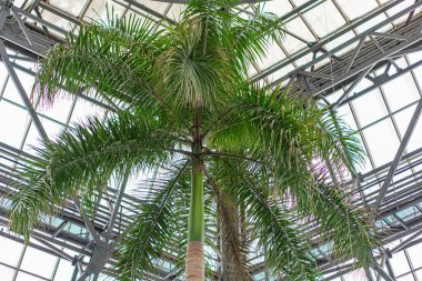 Görüntü, yumuşak doğal ışık altında, merkezde bir serada veya konservatuarda metal çerçeveli sağlıklı bir palmiye ağacını gösteriyor.