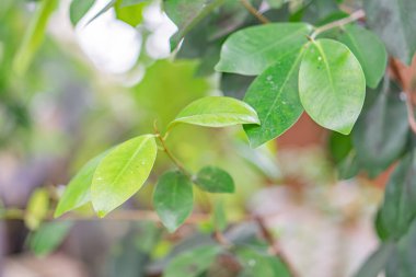 Arka planı bulanık, ıslak yeşil bir yaprağın yakın plan fotoğrafı. Muhtemelen açık havada bir bahçede ya da parkta çekilmiş.
