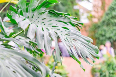 Görüntü, açık yeşil palmiye yapraklarının belirsiz bir arkaplanla yakın plan görüntüsünü gösteriyor. Bulanık şekiller muhtemelen bir bahçıvanlık etkinliğine katılıyor.