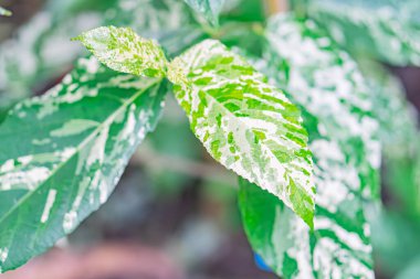 Beyaz damarlı yeşil yaprağın yakın plan görüntüsü ve odak arkaplanı dışında karmaşık ağ botanik çalışması veya sanat için yüksek detay