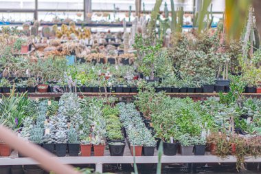 Image of a collection of potted plants arranged on shelves, featuring a mix of greenery and spiky succulents or cacti The style is candid, with natural lighting suggesting an indoor environment Foc clipart