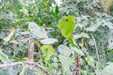 Görüntü, kalp şeklinde, yeşil yapraklı, belirgin damarları olan, bulanık, koyu arkaplan üzerine kurulmuş bir bitkiyi gösteriyor. Yukarıdan gelen sığ ışıktan dolayı yaprakların altında yumuşak gölgeler var.