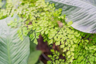 Close-up view of several green plants with fern-like leaves, vibrant green color, visible veins, varying leaf shapes, out-of-focus background, possible garden or natural setting No texts present clipart