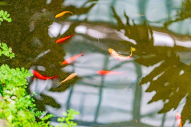 Bir akvaryumun sakin bir görüntüsü, çeşitli canlı renklerde koi balıklarıyla, güneş ışığının yansımasına karşı yüzüyor, camdan ya da yansıtıcı bir yüzeyden geçiyor.