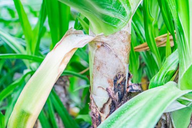 Sapında ve yapraklarında su damlacıkları olan sağlıklı, parlak yeşil bir bitkinin yakın plan görüntüsü, muhtemelen yüksek bir açıdan çekilmiş, büyüme belirtileri gösteriyor.