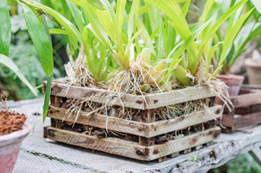 A wooden crate with root vegetable plants is shown on an outdoor concrete surface The plants have green foliage, visible roots, and intertwined stems clipart