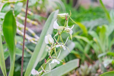 Diğer bitkiler arasında orkidenin yakın çekimi, görünür iç yapıları olan beyaz yapraklar, yumuşak ışıklandırma, desenli ve detaylı görüntü, doğal ortam