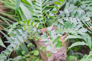 Eğreltiotları yetişen yıpranmış terasotta tenceresine yakın çekim ya da yemyeşil bir bahçe ortamında eğreltiotu benzeri bitkiler.
