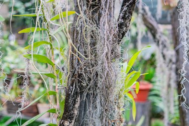 Sarkık epifiz bitkisine yakın çekim, İspanyol yosunu, bromeliad, yıldız şeklindeki yapılar, açık hava düzeni, nemli ortam, nemli atmosfer, yumuşak ışıklandırma