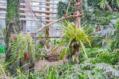 Çeşitli tropikal bitkiler, beton zemin, kanal çalışması, doğal ışıklandırma ve insan figürleri olmayan kapalı bir sera botanik bahçesi.