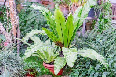 A thriving, leafy plant broad green leaves is potted in a terracotta pot, set against a lush green backdrop of various plants The image captures the plant from an elevated angle clipart